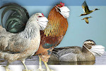 Ομοιοπαθητική και γρίπη των πτηνών