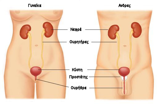 http://www.homeopathy.gr/images/pathologies/urinary-tract.jpg