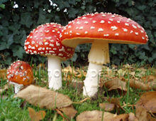 Εικόνα Άρθρου