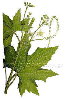 Εικόνα Άρθρου