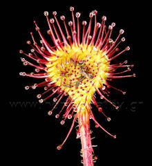 Εικόνα Άρθρου