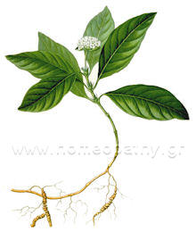 Εικόνα Άρθρου