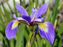 Εικόνα Άρθρου