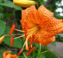 Εικόνα Άρθρου