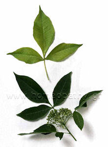 Εικόνα Άρθρου