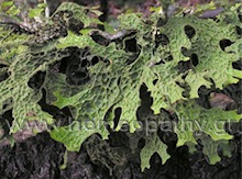 Εικόνα Άρθρου