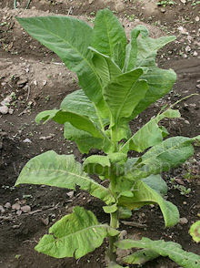 Εικόνα Άρθρου