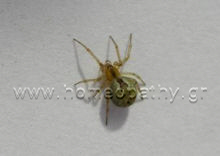 Εικόνα Άρθρου